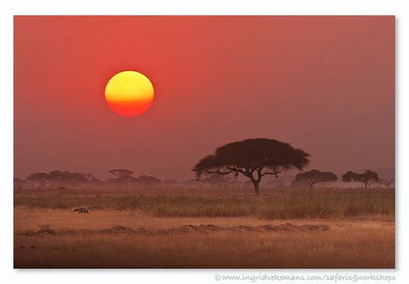 FISI SUNSET