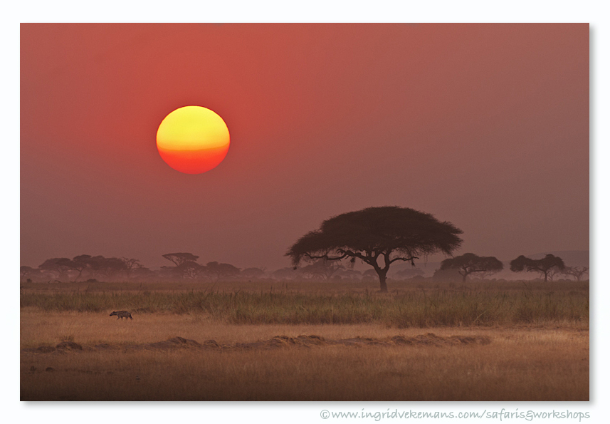 Fisi Sunset