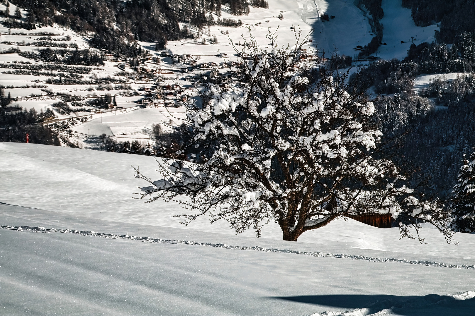 Fiss Baum in der Sonne...