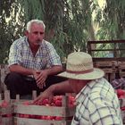 fist fight versus tomatoes