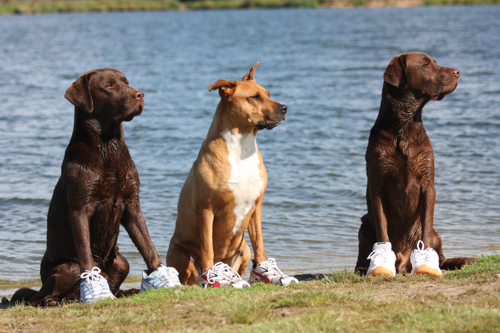 Fit mit Hund III