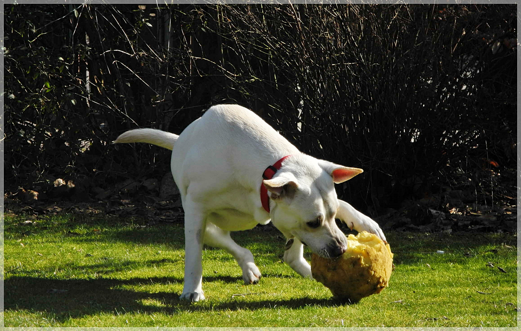 Fit mit Hundefussball