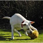 Fit mit Hundefussball
