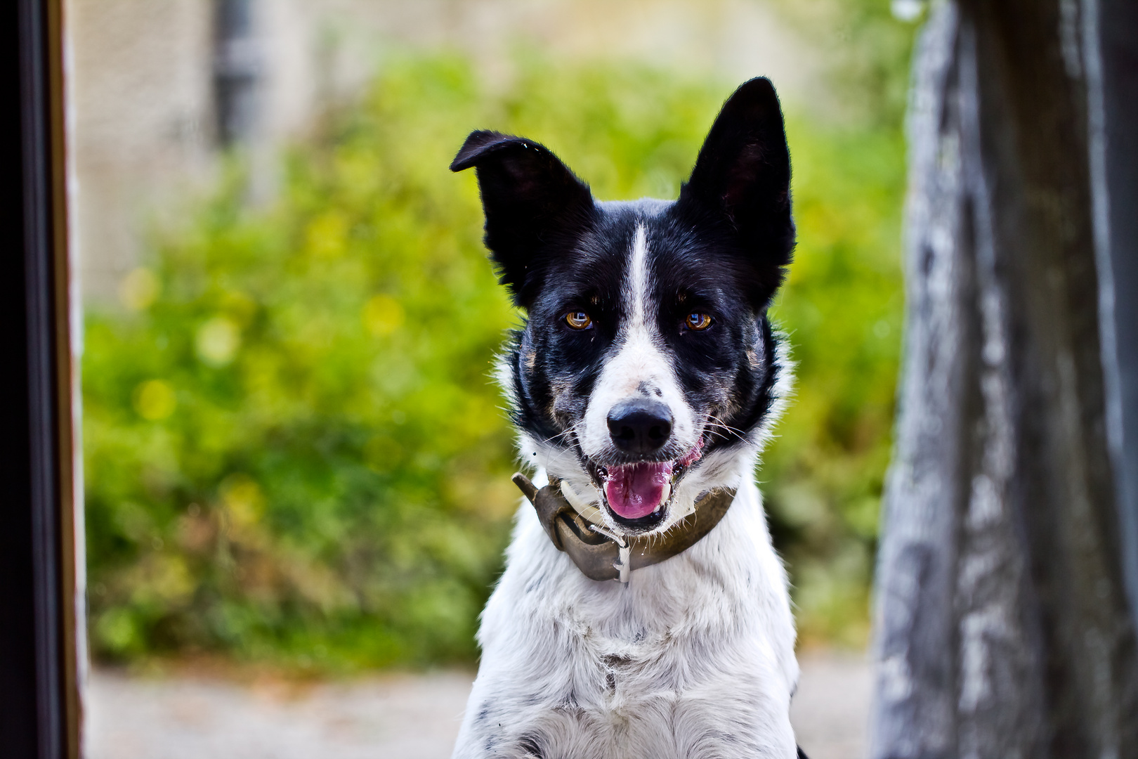 Fitchi, der Hund des Nachbarn