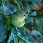 Fitis, Fitislaubsänger, Willow warbler, Phylloscopus trochilus