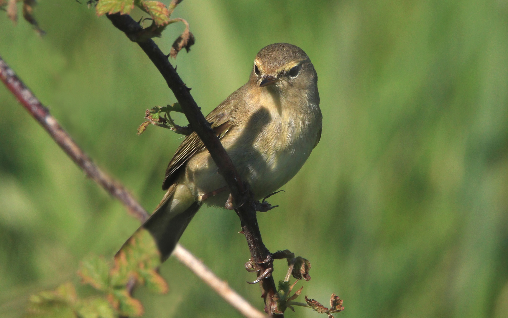 Fitis, Fitislaubsänger, Willow warbler, Phylloscopus trochilus