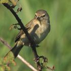 Fitis, Fitislaubsänger, Willow warbler, Phylloscopus trochilus