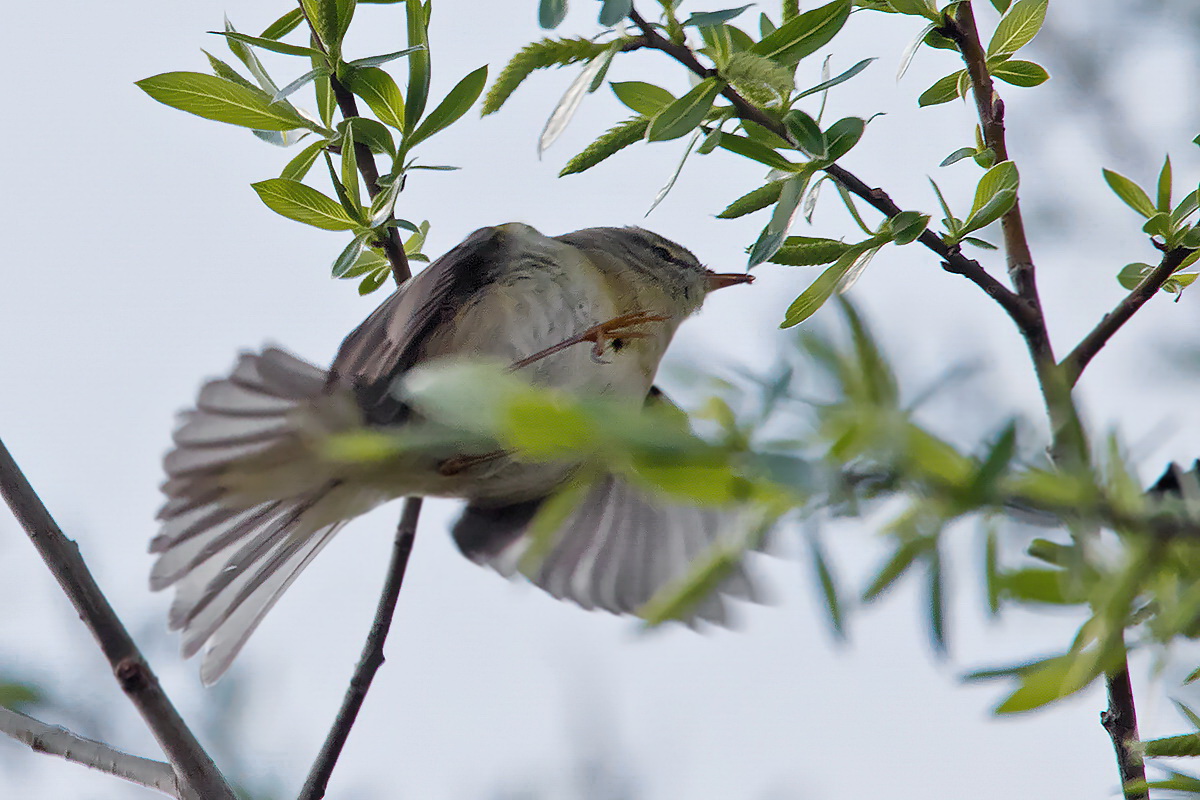 Fitis im Flug erwischt