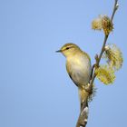 Fitis im Frühling