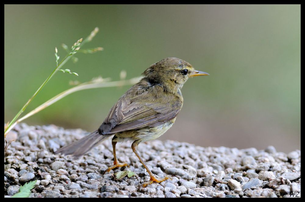 - Fitis Jungvogel -