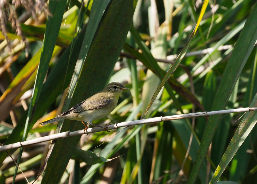 Fitis Jungvogel