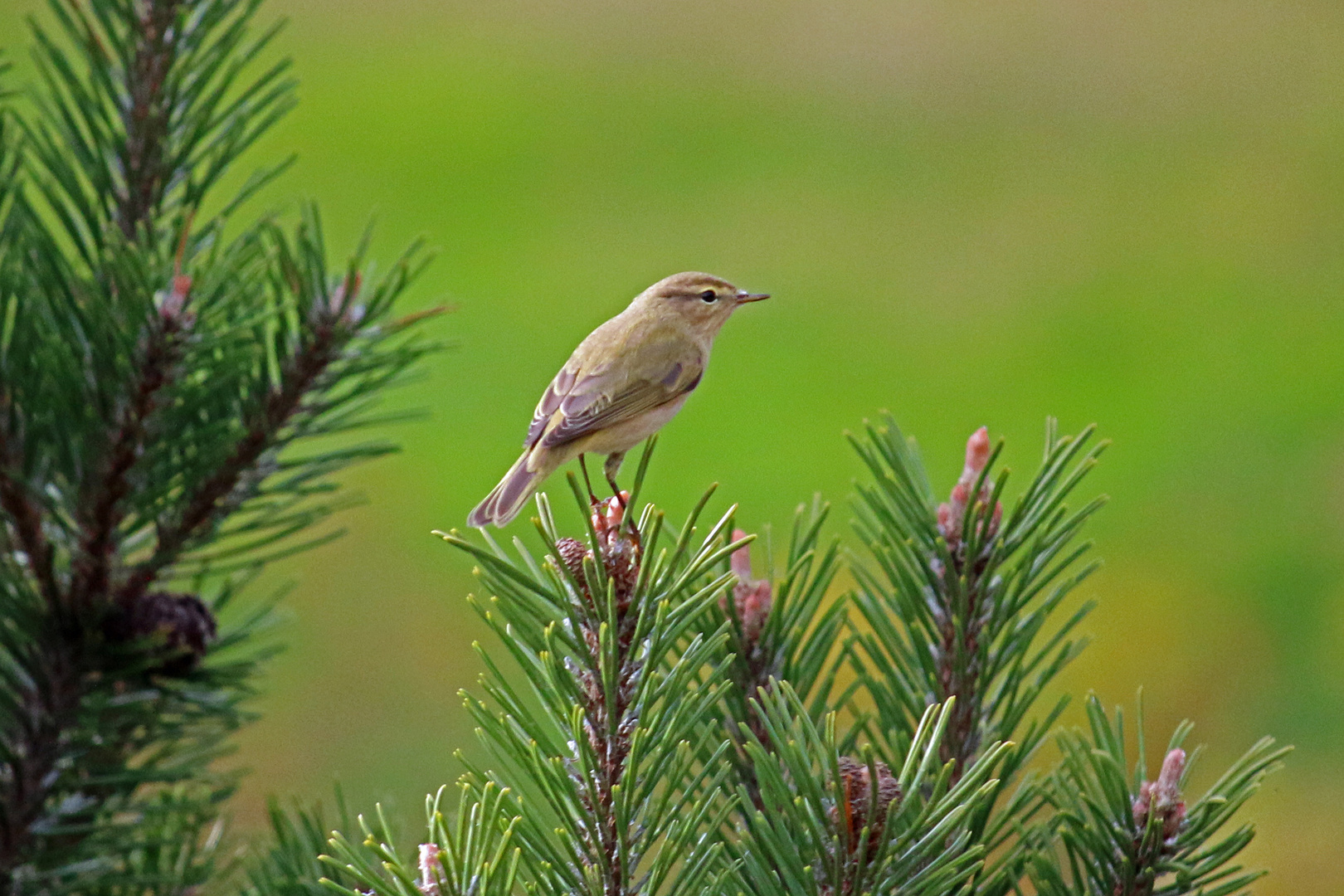 Fitis, Jungvogel