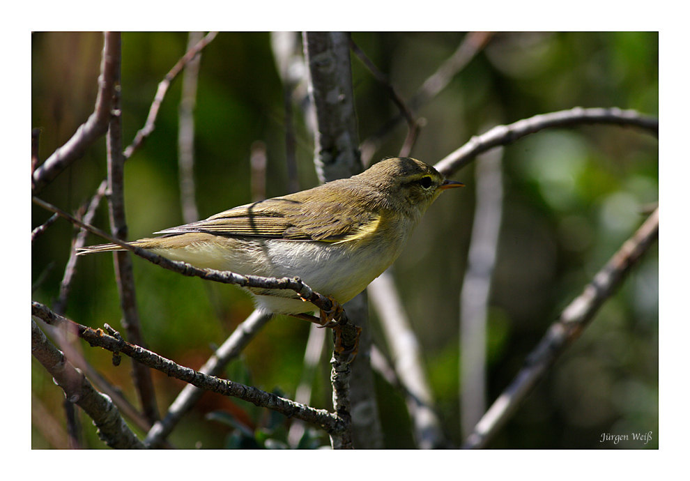 Fitis (Jungvogel); Phylloycopus trochilus