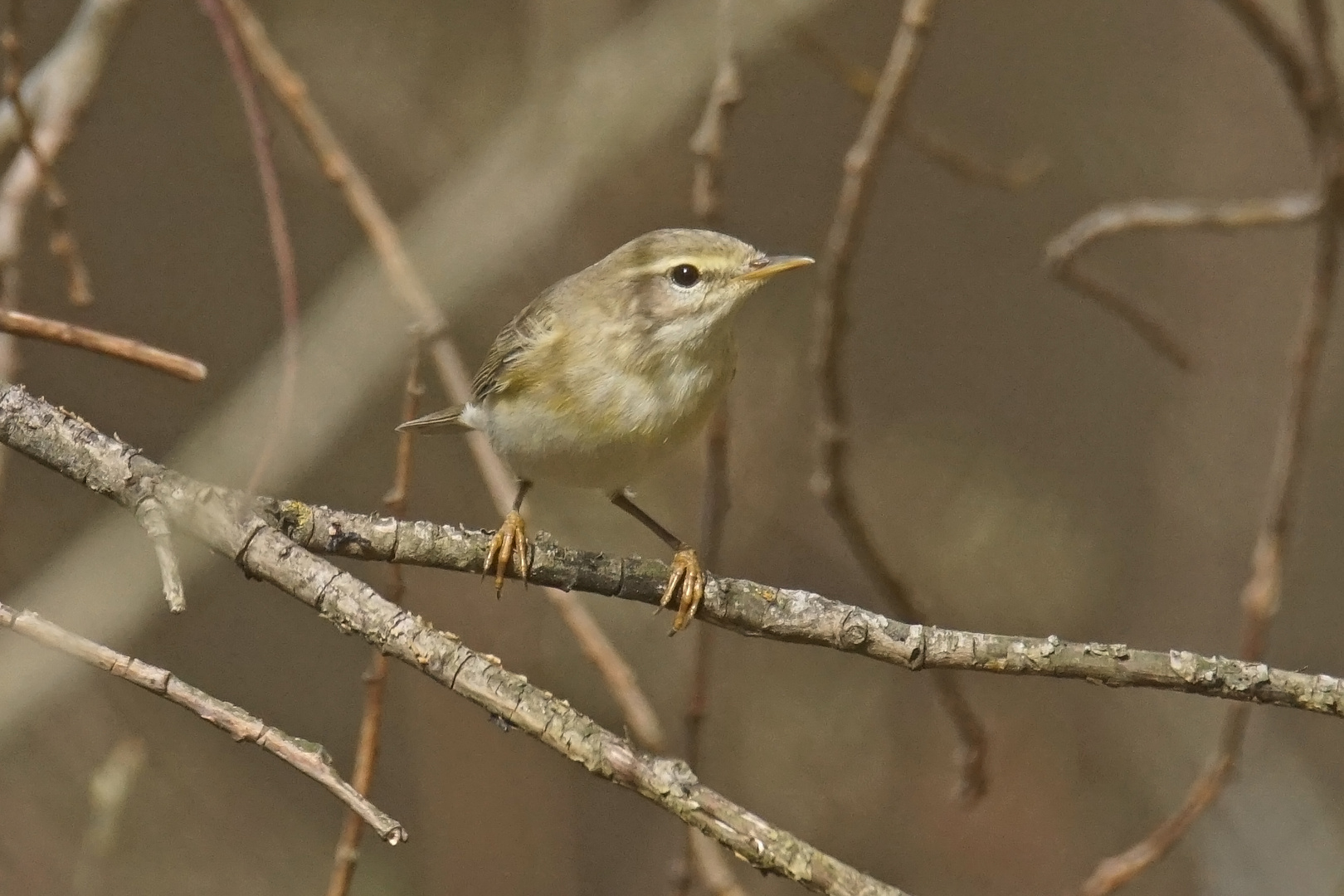 Fitis-Laubsänger (Phylloscopus trochilus)