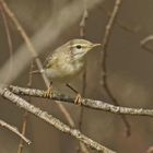 Fitis-Laubsänger (Phylloscopus trochilus)