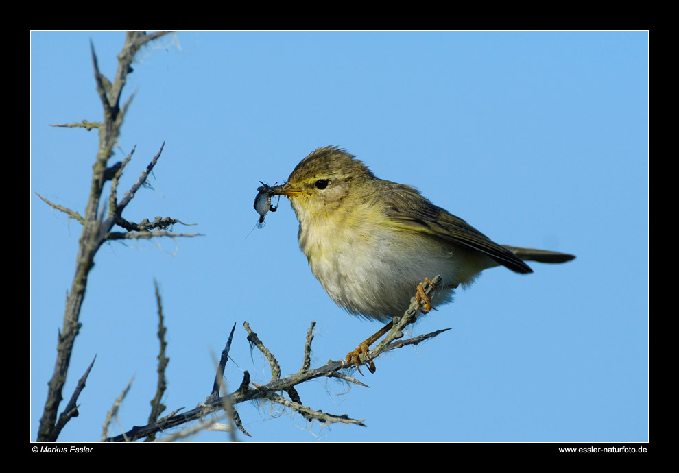 Fitis mit Futter im Schnabel • Insel Texel, Nord-Holland, Niederlande (27-21440)