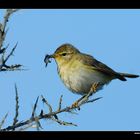 Fitis mit Futter im Schnabel • Insel Texel, Nord-Holland, Niederlande (27-21440)