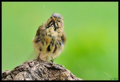 - Fitis nach dem Bad - ( Phylloscopus trochilus )