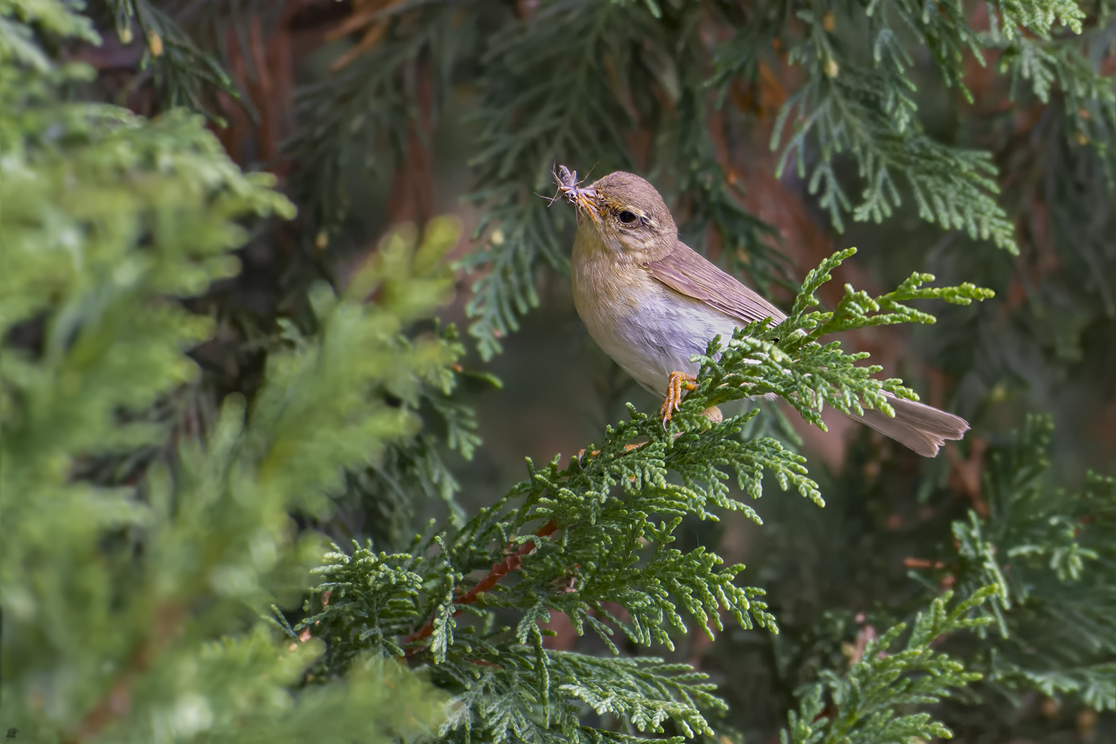 Fitis | Phylloscopus trochilus