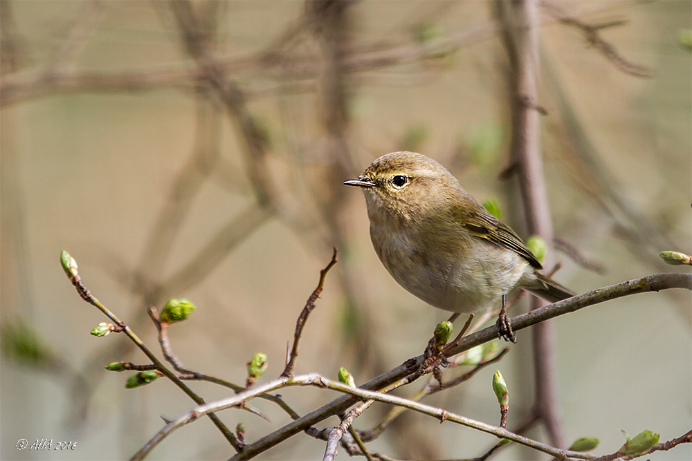 Fitis (Phylloscopus trochilus)