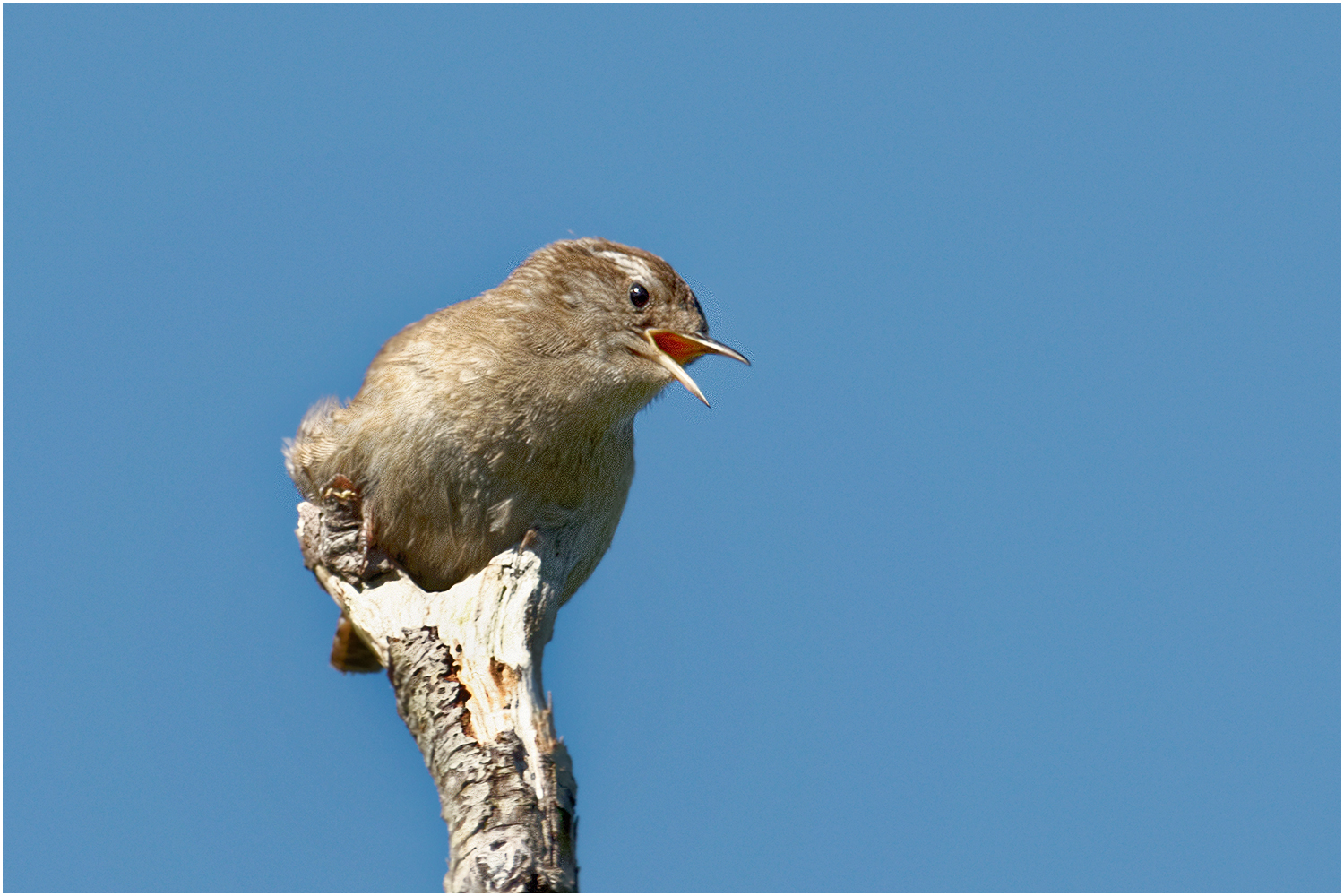 Fitis (Phylloscopus trochilus)