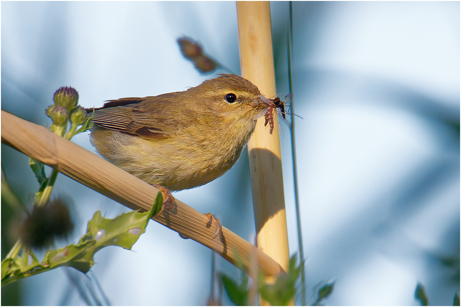 Fitis (Phylloscopus trochilus)