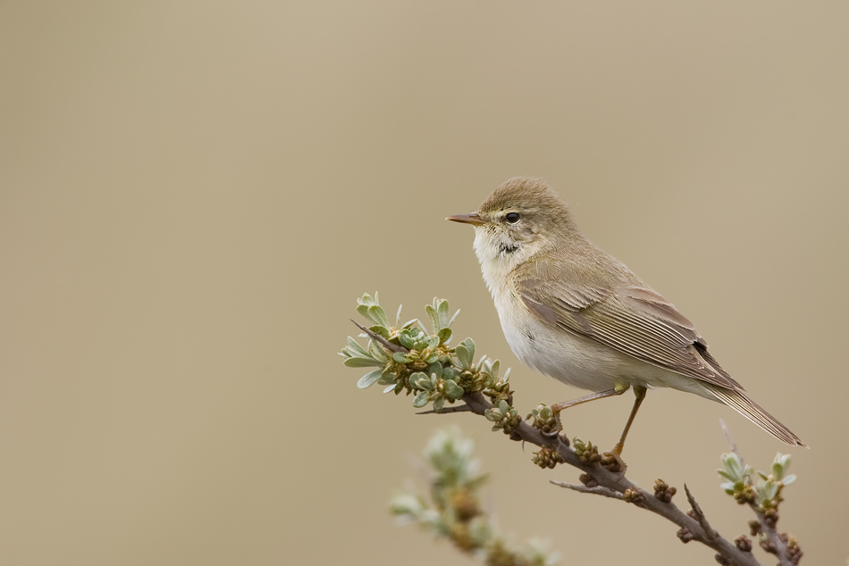 Fitis (Phylloscopus trochilus)