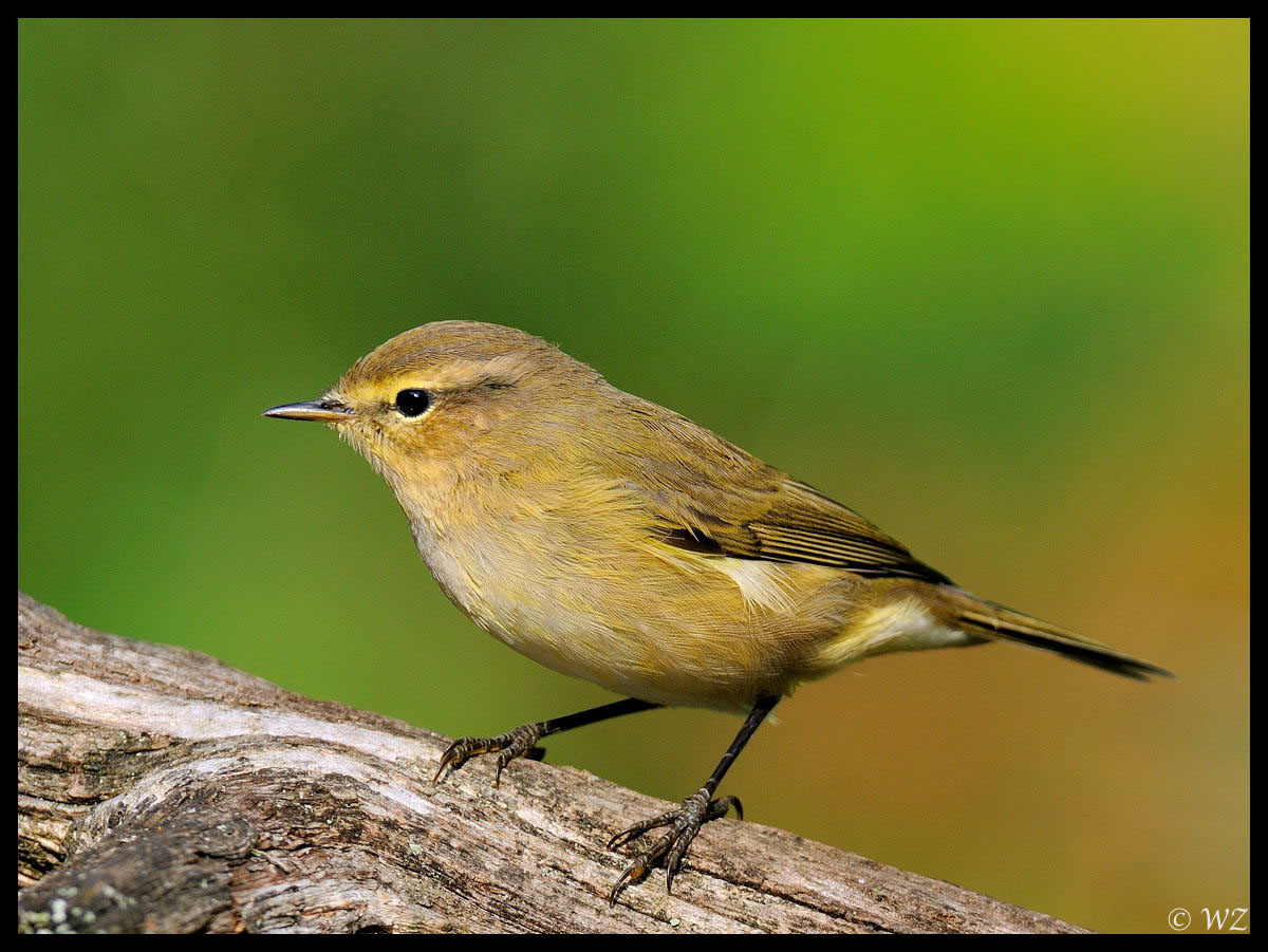 - Fitis - ( Phylloscopus trochilus )