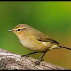 - Fitis - ( Phylloscopus trochilus )