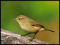 - Fitis - ( Phylloscopus trochilus )