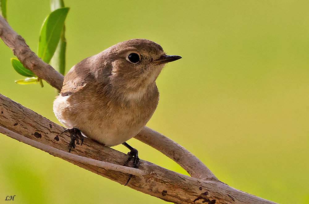 Fitis ( Phylloscopus trochilus )