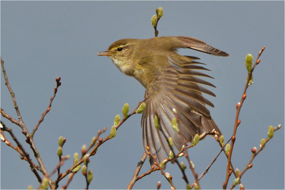 Fitis - Phylloscopus trochilus