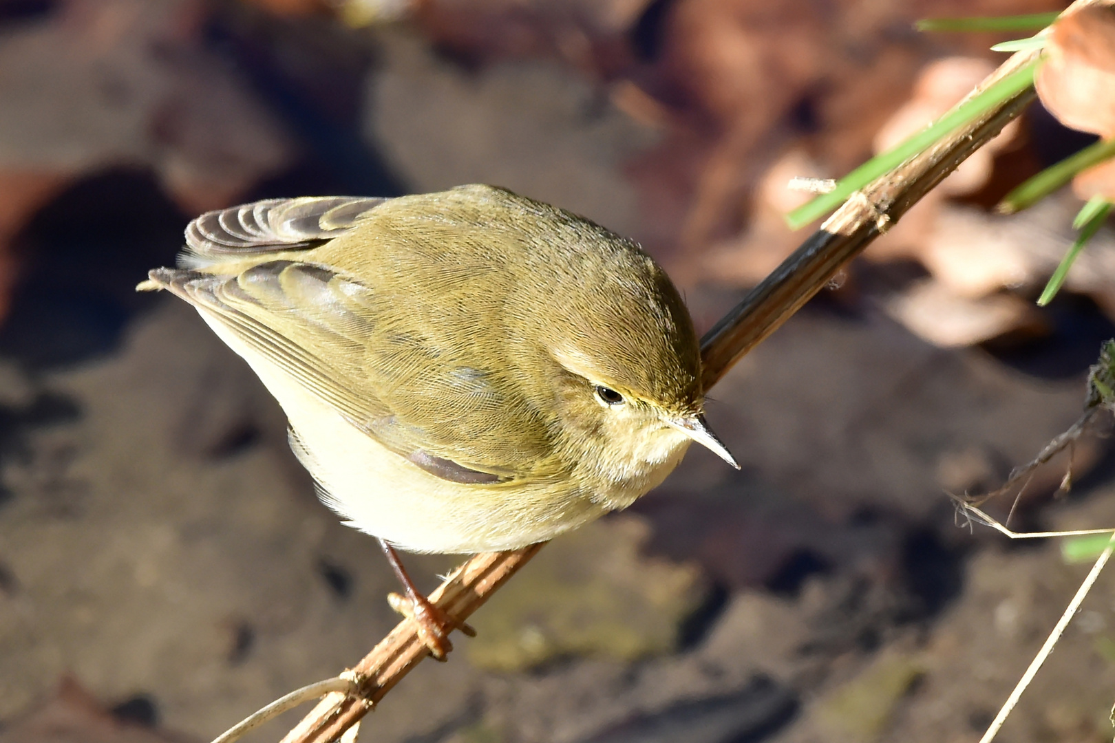 Fitis (Phylloscopus trochilus)