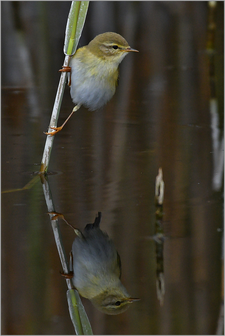 Fitis   -   Phylloscopus trochilus