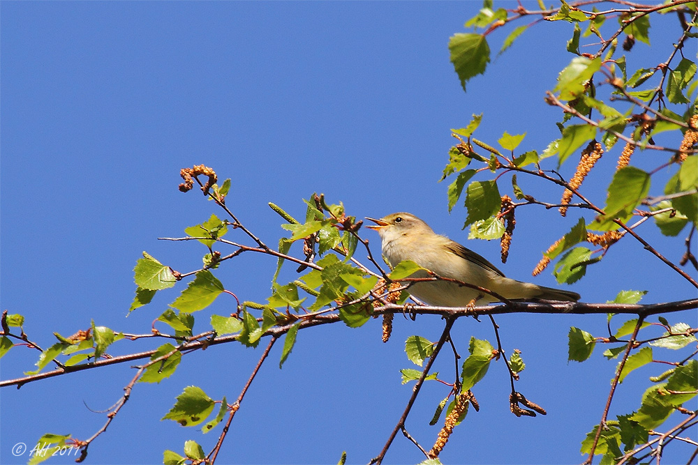 Fitis (Phylloscopus trochilus)