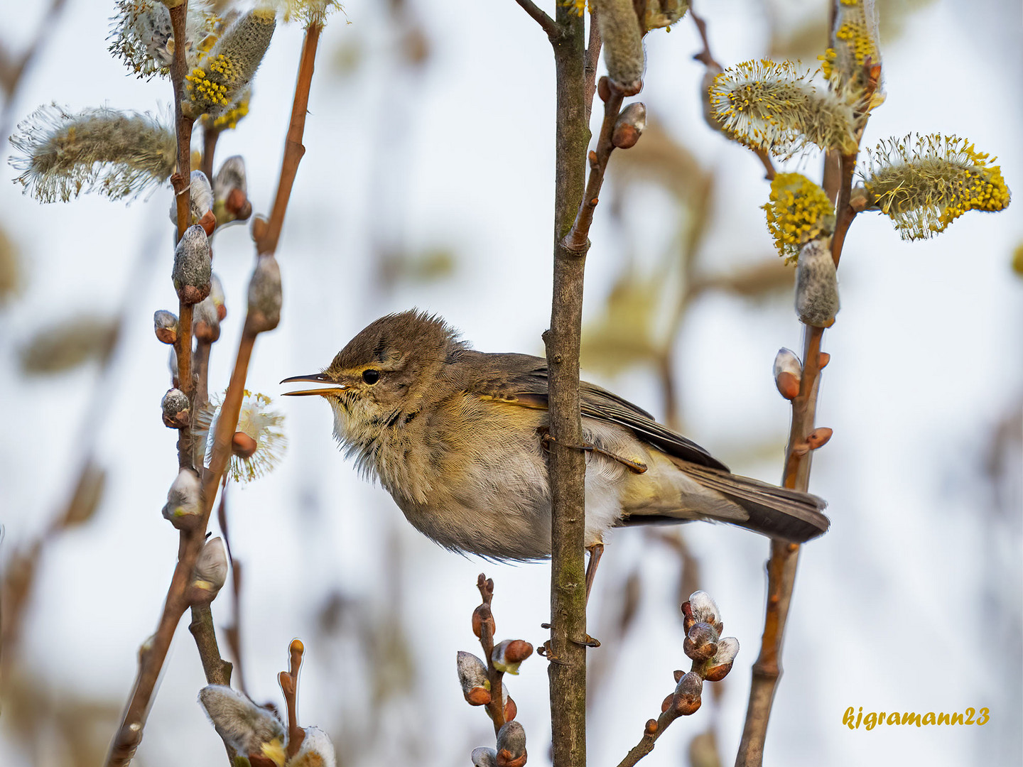 fitis (phylloscopus trochilus) ....