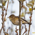 fitis (phylloscopus trochilus) ....