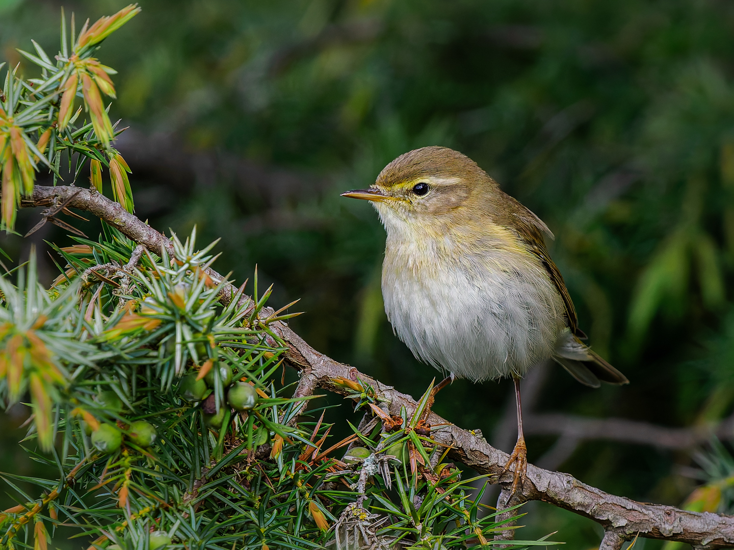 Fitis (Phylloscopus trochilus)