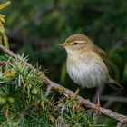 Fitis (Phylloscopus trochilus)