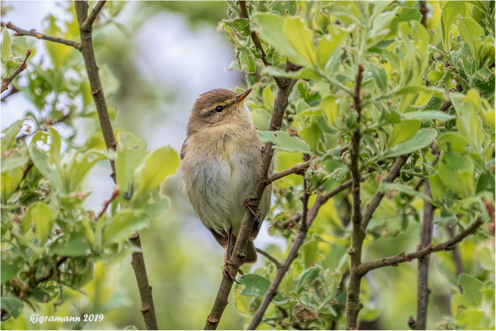 fitis (phylloscopus trochilus) ....