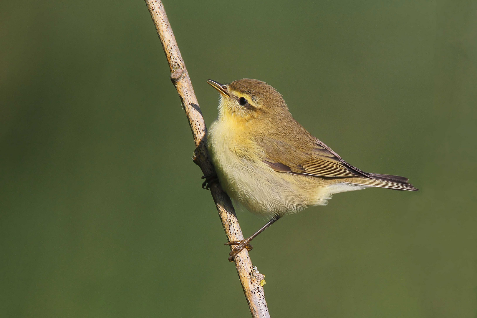 Fitis (Phylloscopus trochilus)