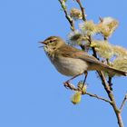 Fitis (Phylloscopus trochilus), auch Fitislaubsänger genannt