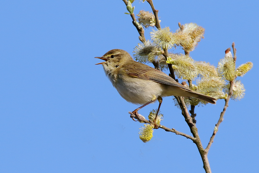 Fitis (Phylloscopus trochilus), auch Fitislaubsänger genannt