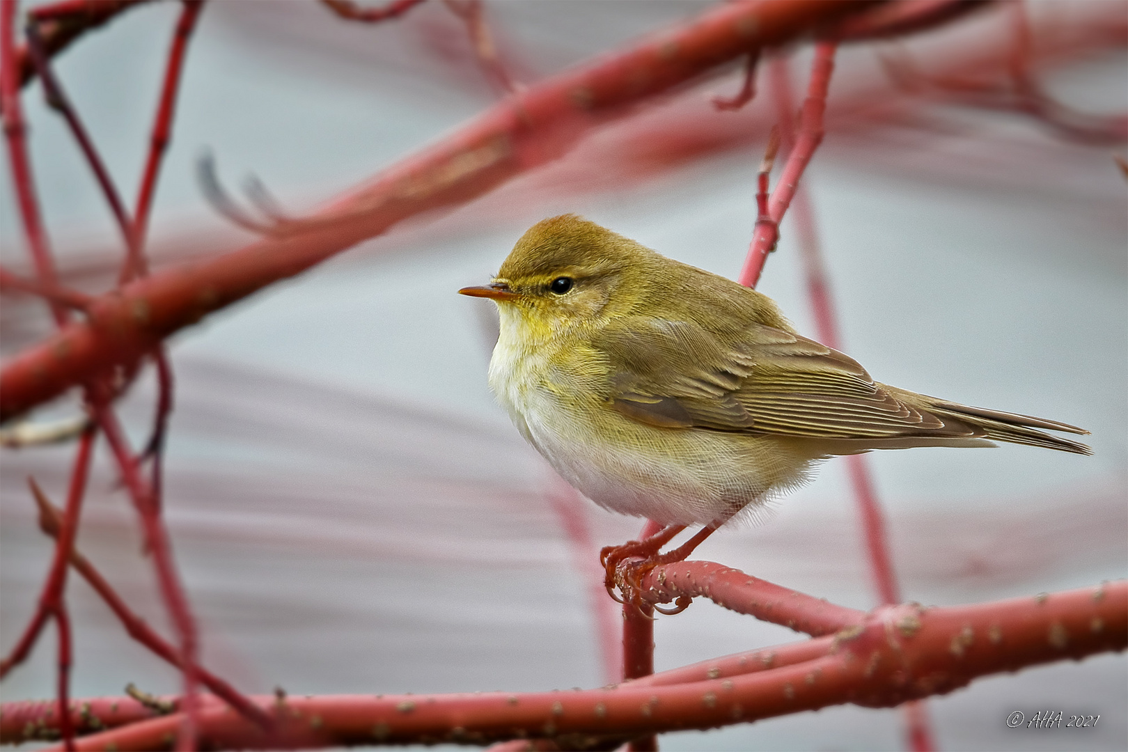 Fitis (Phylloscopus trochilus) 