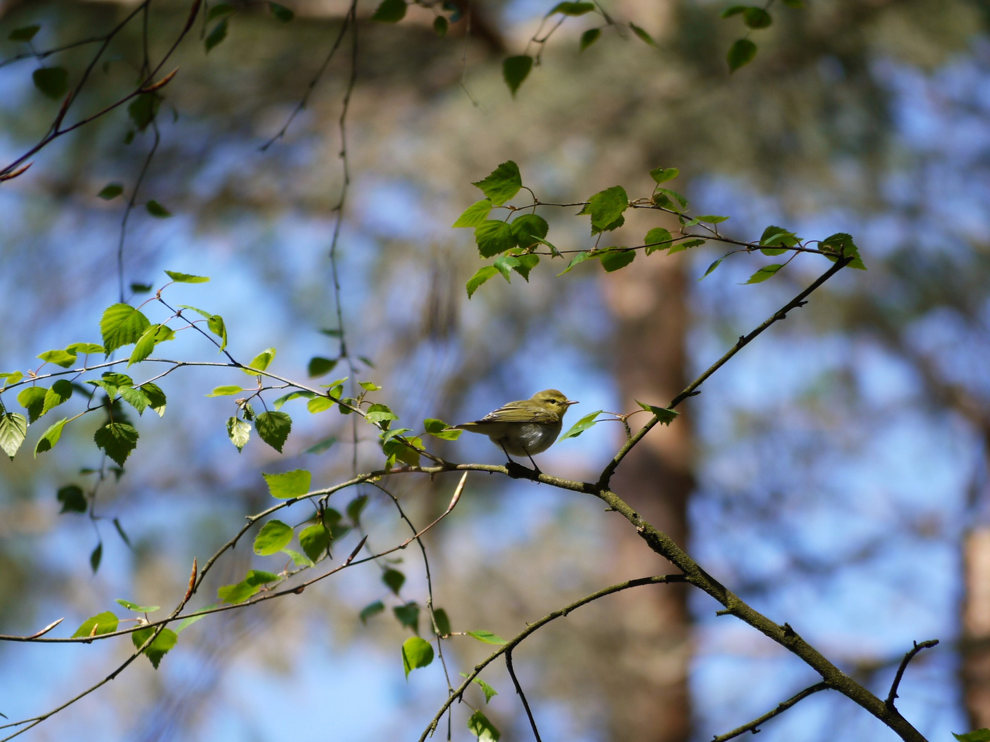 Fitis (Phylloscopus trochilus) 