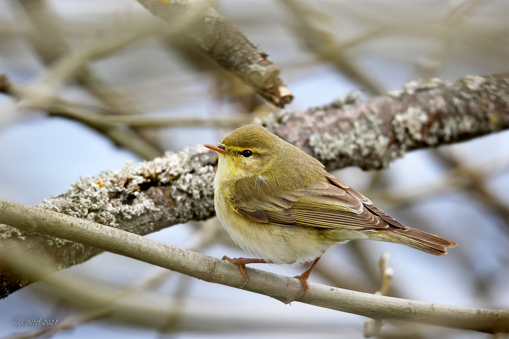 Fitis (Phylloscopus trochilus) 