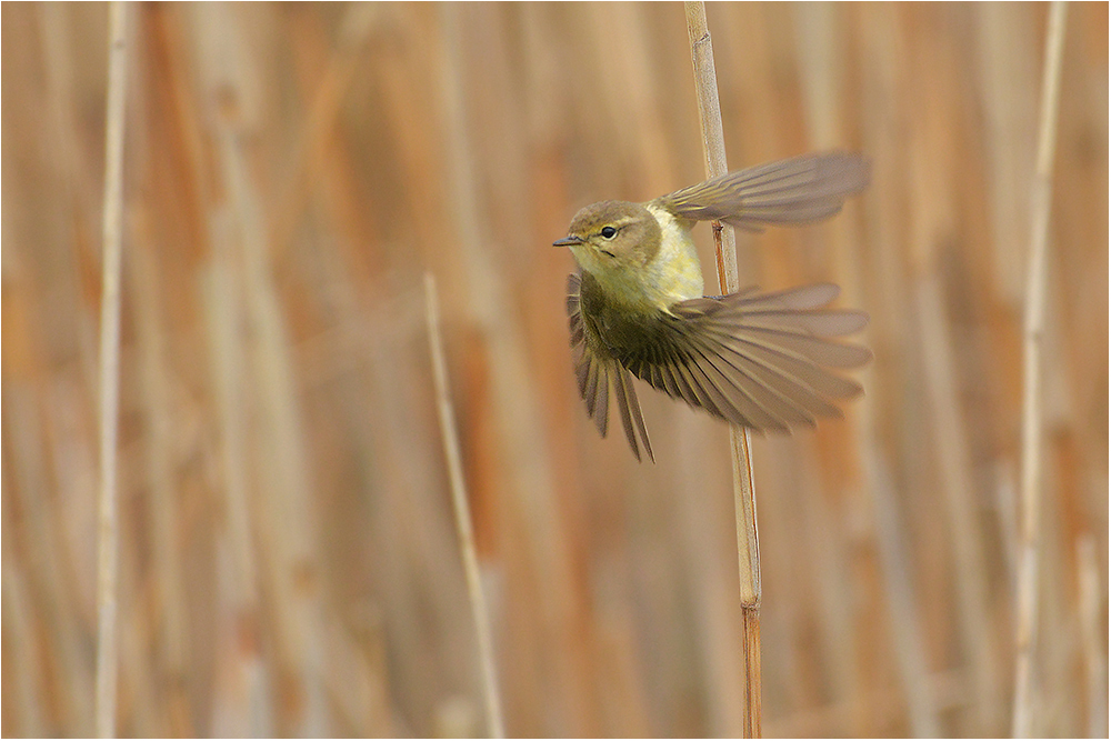 Fitis - Phylloscopus trochilus I