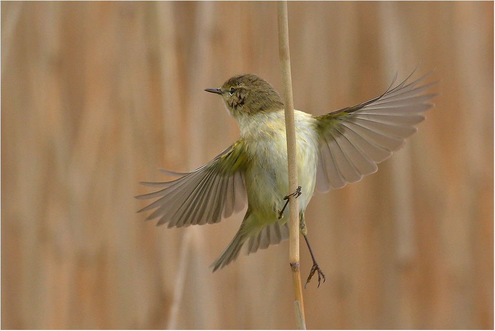 Fitis - Phylloscopus trochilus II