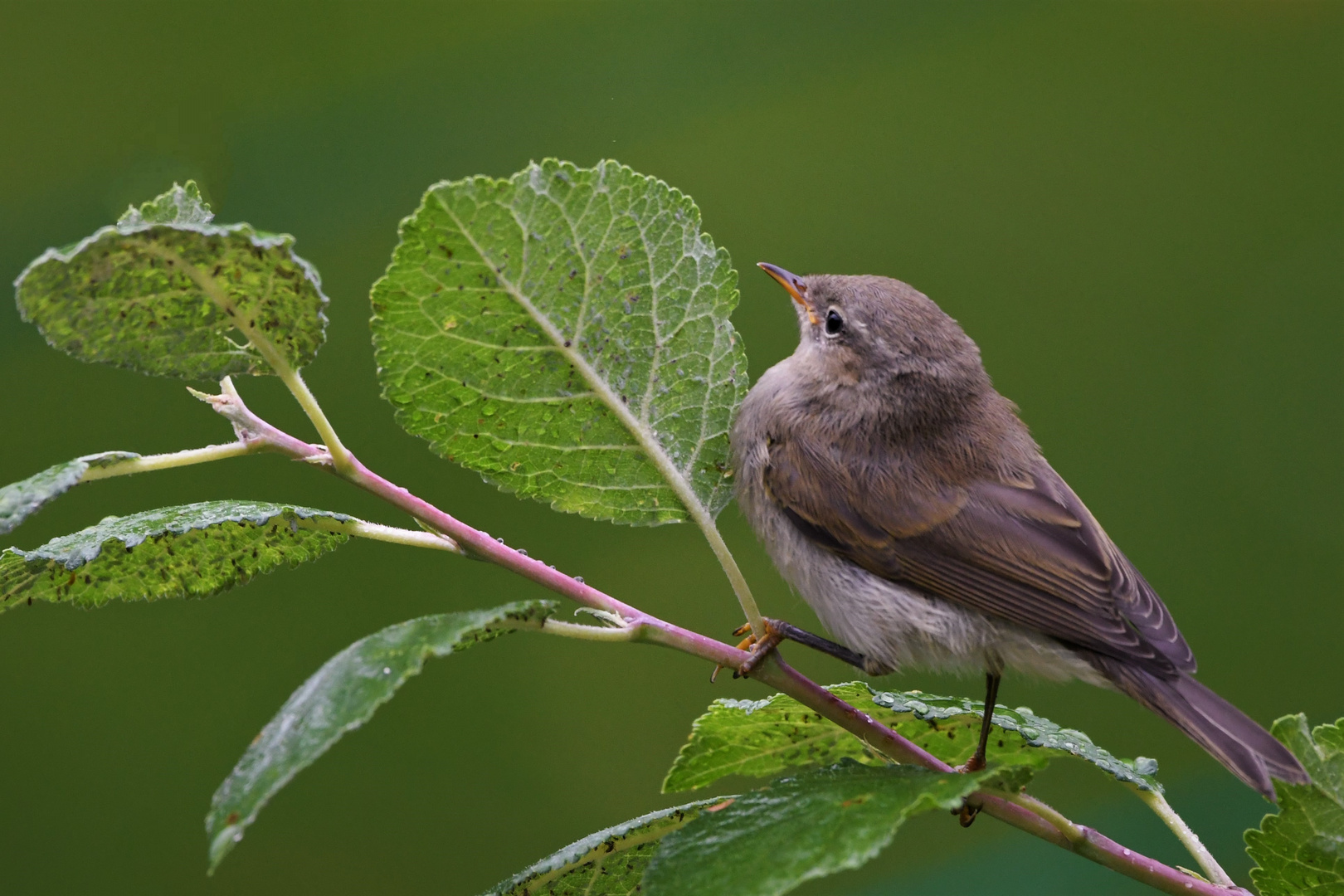 Fitis (Phylloscopus trochilus )...ist es nicht, es ist ein Zilpzalp !