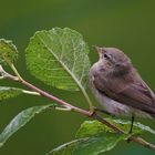 Fitis (Phylloscopus trochilus )...ist es nicht, es ist ein Zilpzalp !